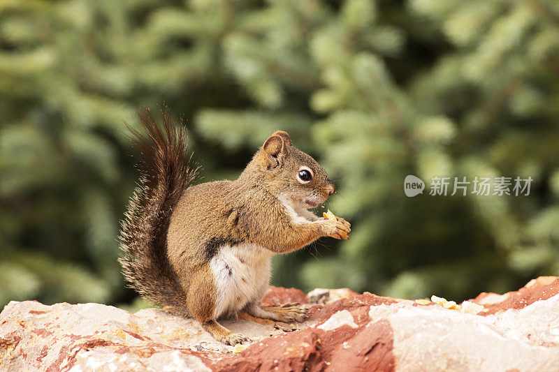 松鼠Tamiasciurus douglasii吃